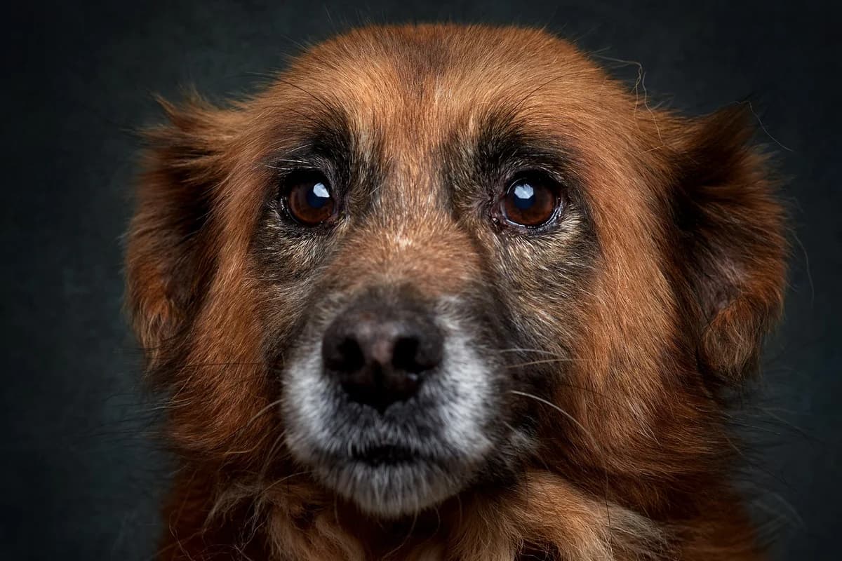 Riva, female Mixed Breed for adoption at Associação Zoófila de Leiria - Fiéis Amigos