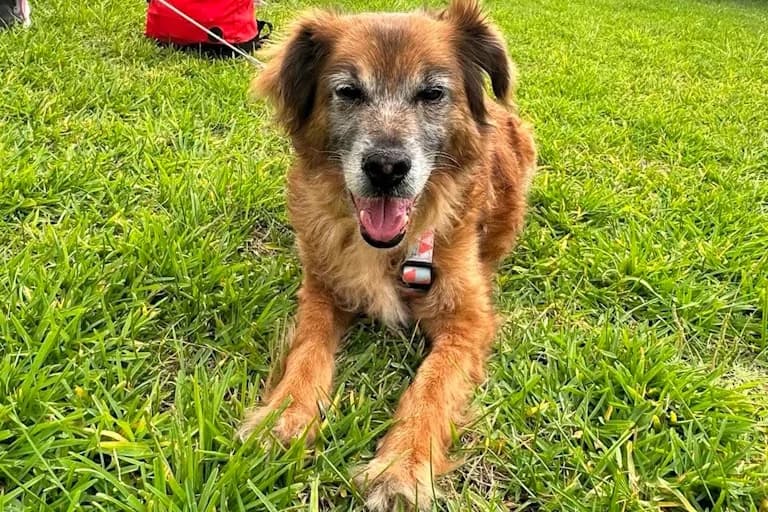 Riva, female senior Mixed Breed for adoption at Associação Zoófila de Leiria - Fiéis Amigos