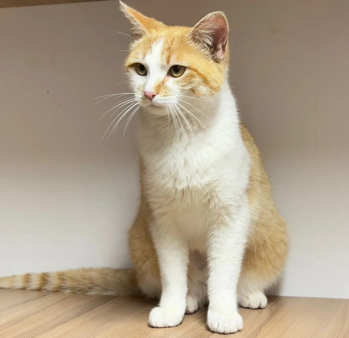 Rosarinho, female Mixed Breed for adoption at Associação Zoófila de Leiria - Fiéis Amigos
