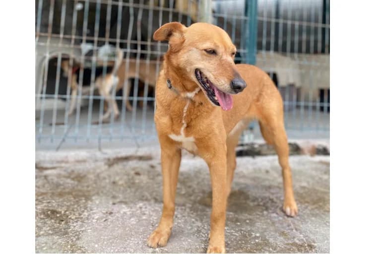 Ruby, female senior Mixed Breed for adoption at Associação Zoófila de Leiria - Fiéis Amigos