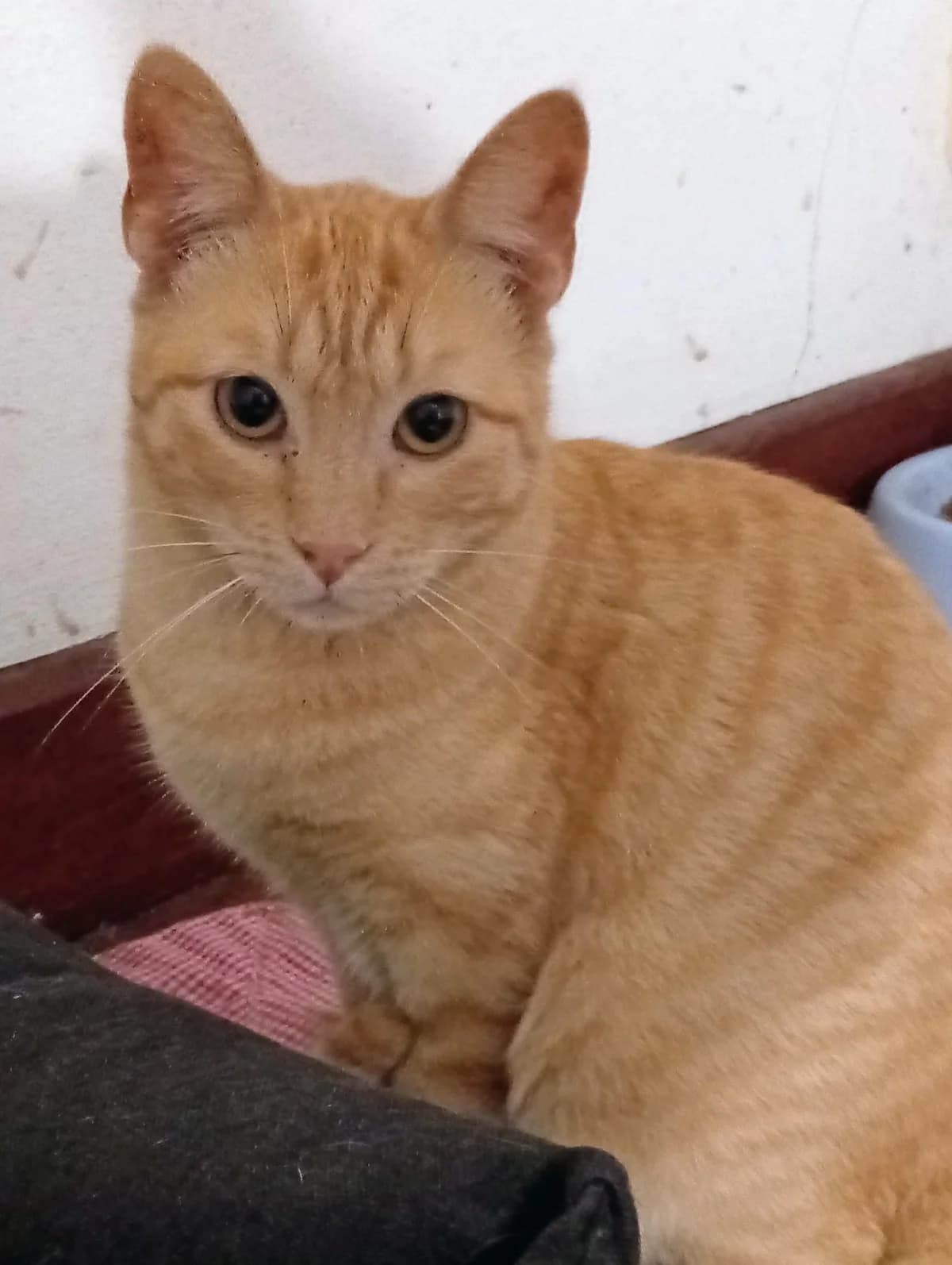 Safira, female young Mixed Breed for adoption at Associação Zoófila de Leiria - Fiéis Amigos