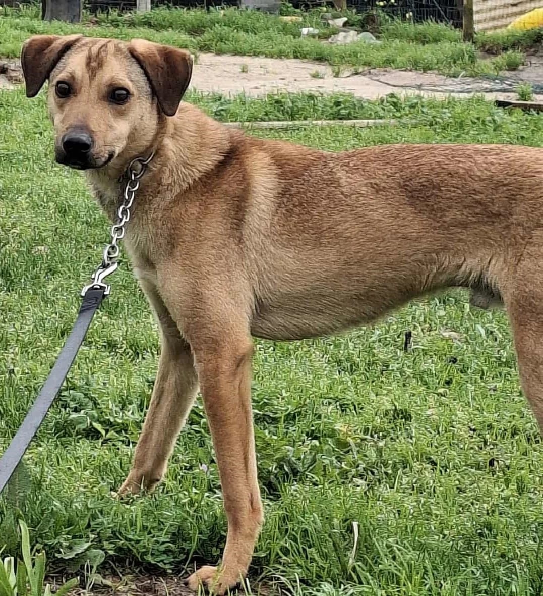 Sal, male young Mixed Breed for adoption at Associação Zoófila de Leiria - Fiéis Amigos