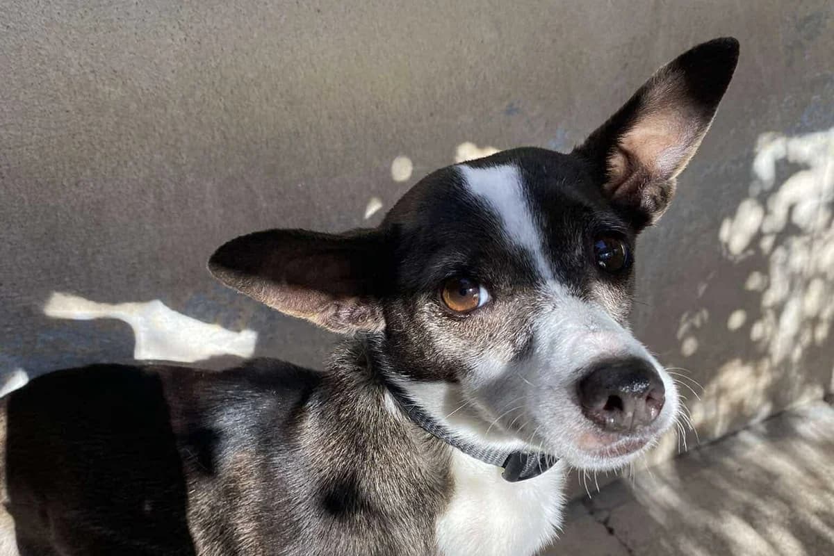 Sally, female senior Mixed Breed for adoption at Associação Zoófila de Leiria - Fiéis Amigos