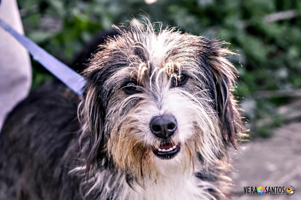 Stinky, male Mixed Breed for adoption at Associação Zoófila de Leiria - Fiéis Amigos — photo 2 of 3