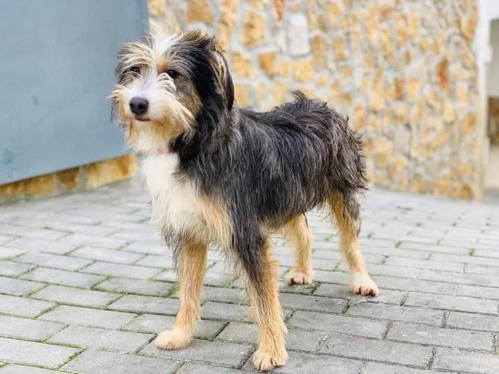 Stinky, male Mixed Breed for adoption at Associação Zoófila de Leiria - Fiéis Amigos — photo 3 of 3