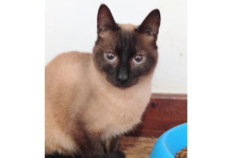 Suri, female Mixed Breed for adoption at Associação Zoófila de Leiria - Fiéis Amigos