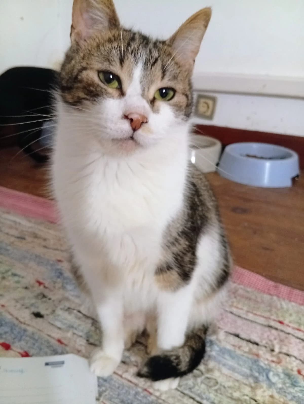 Teco, male Mixed Breed for adoption at Associação Zoófila de Leiria - Fiéis Amigos