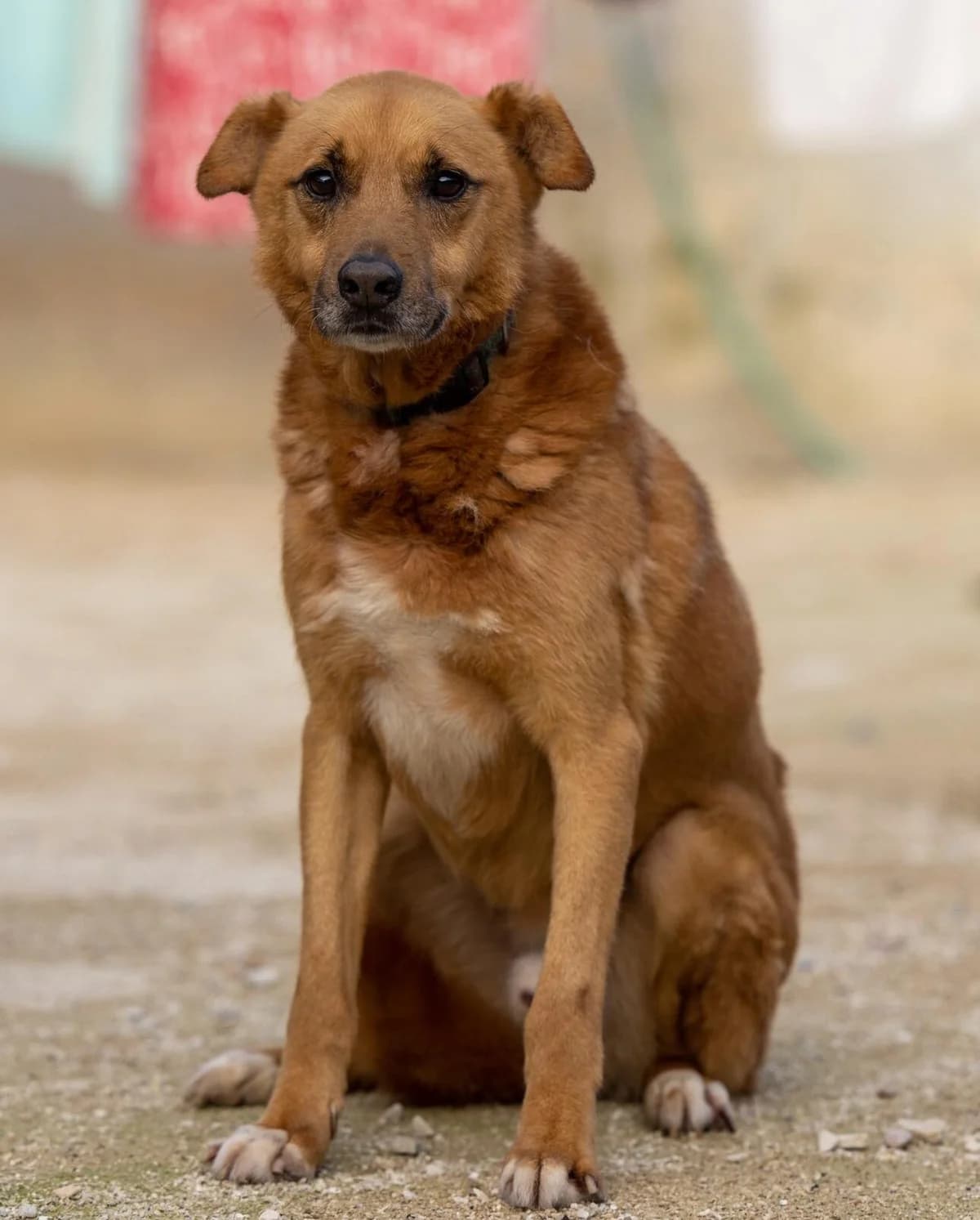 Tino, male Mixed Breed for adoption at Associação Zoófila de Leiria - Fiéis Amigos