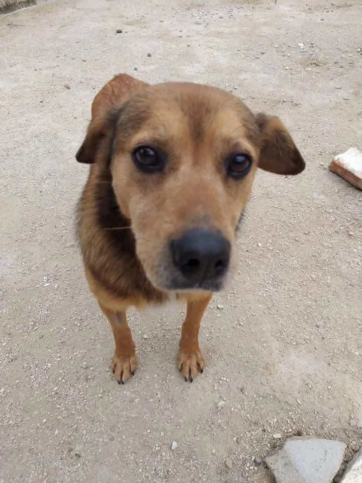 Tropinha, male Mixed Breed for adoption at Associação Zoófila de Leiria - Fiéis Amigos — photo 2 of 2