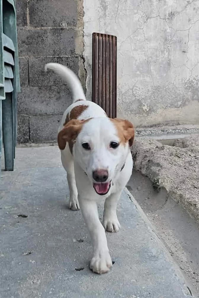 Vanila, female young Mixed Breed for adoption at Associação Zoófila de Leiria - Fiéis Amigos