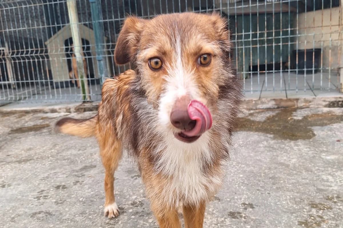 Xiclete, female Mixed Breed for adoption at Associação Zoófila de Leiria - Fiéis Amigos