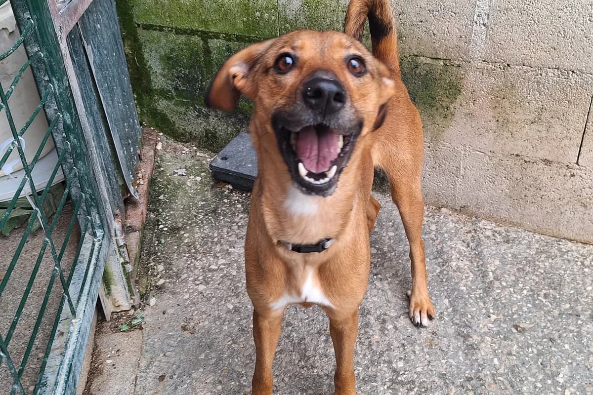 Yuki, female Mixed Breed for adoption at Associação Zoófila de Leiria - Fiéis Amigos