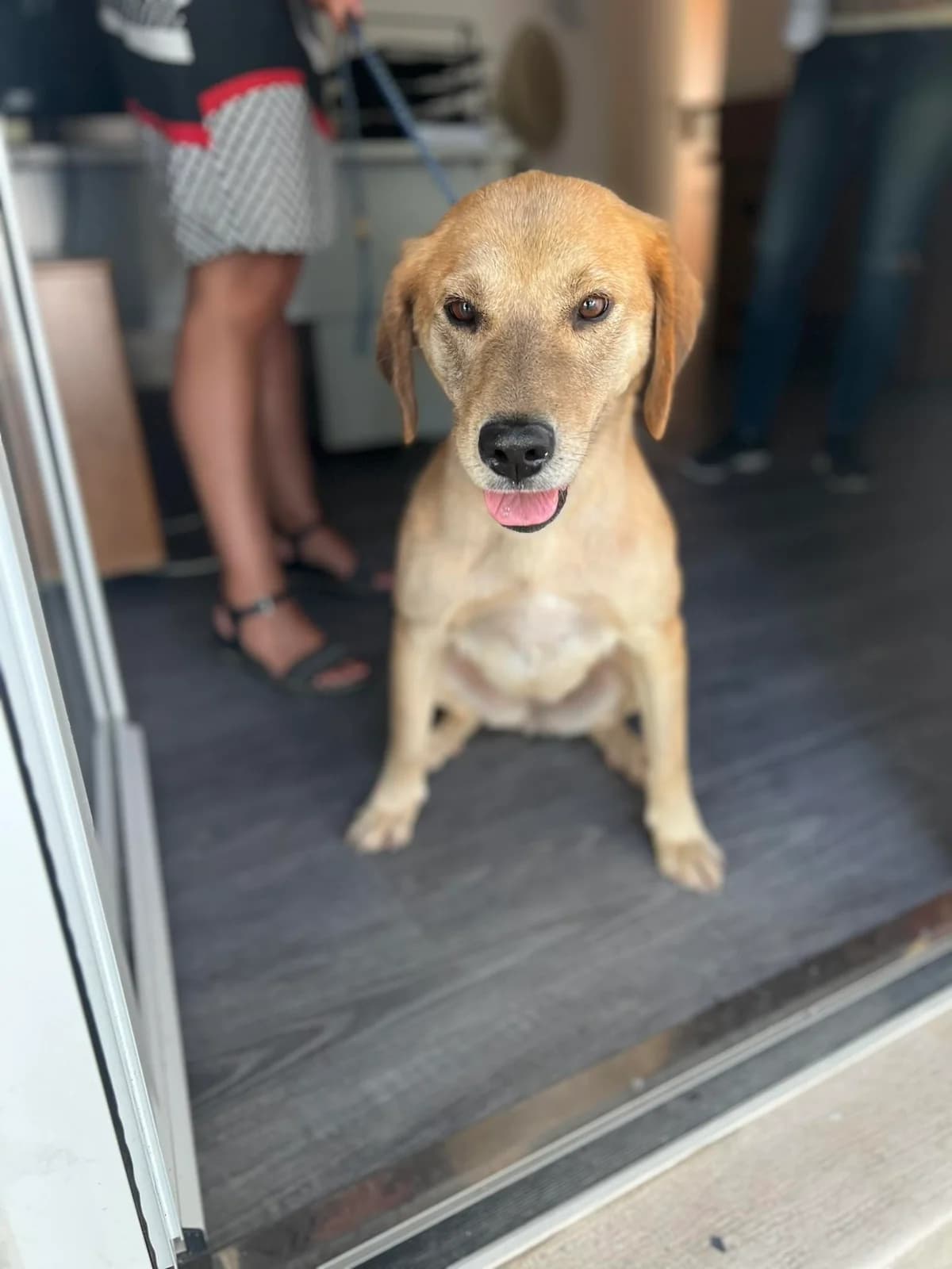 Zélia, female 4yo Mixed Breed for adoption at Associação Zoófila de Leiria - Fiéis Amigos