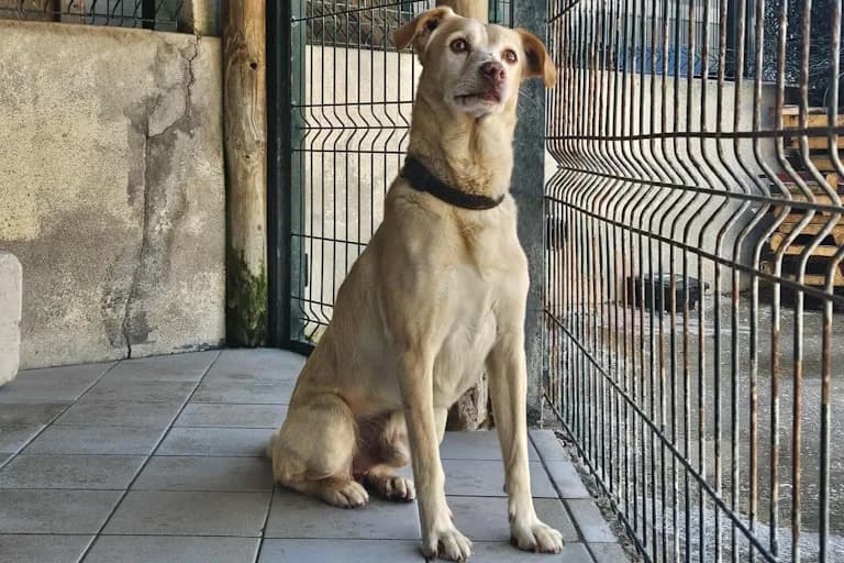 Zeus, male young Mixed Breed for adoption at Associação Zoófila de Leiria - Fiéis Amigos