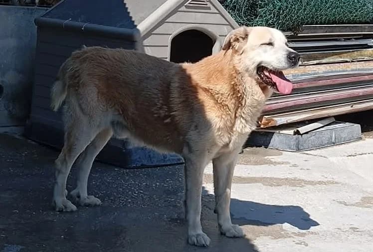 Zicofa, male Mixed Breed for adoption at Associação Zoófila de Leiria - Fiéis Amigos