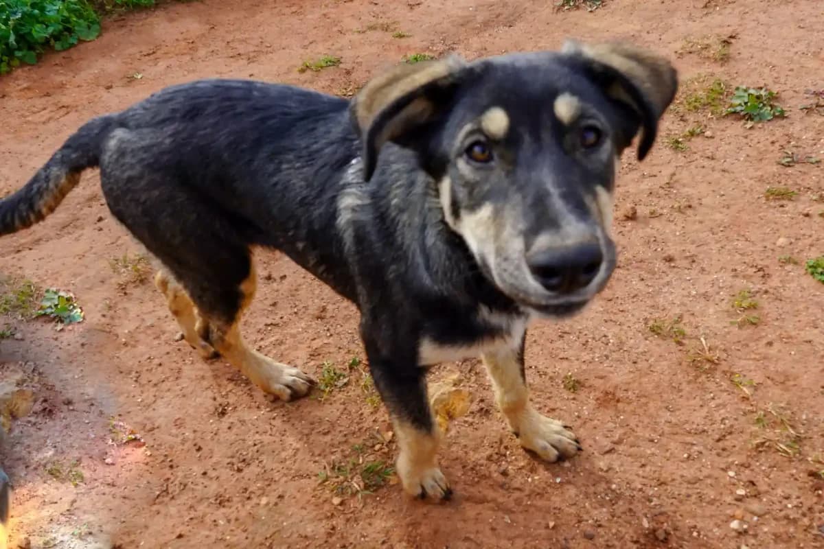 Belle, female Mixed Breed for adoption at Bamboo Algarve