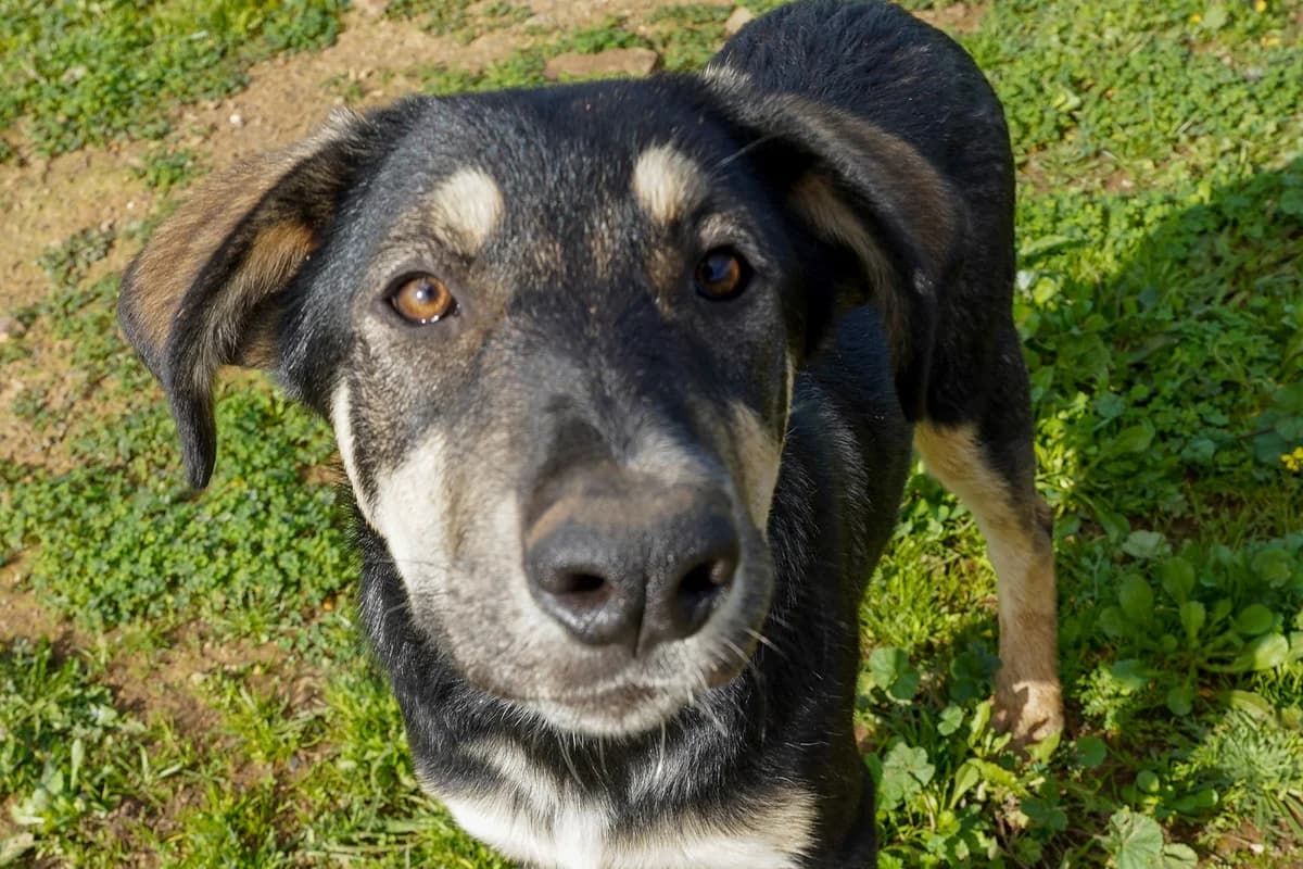 Belle, female Mixed Breed for adoption at Bamboo Algarve — photo 2 of 2