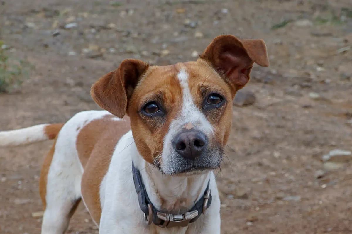 Bilo, female Mixed Breed for adoption at Bamboo Algarve