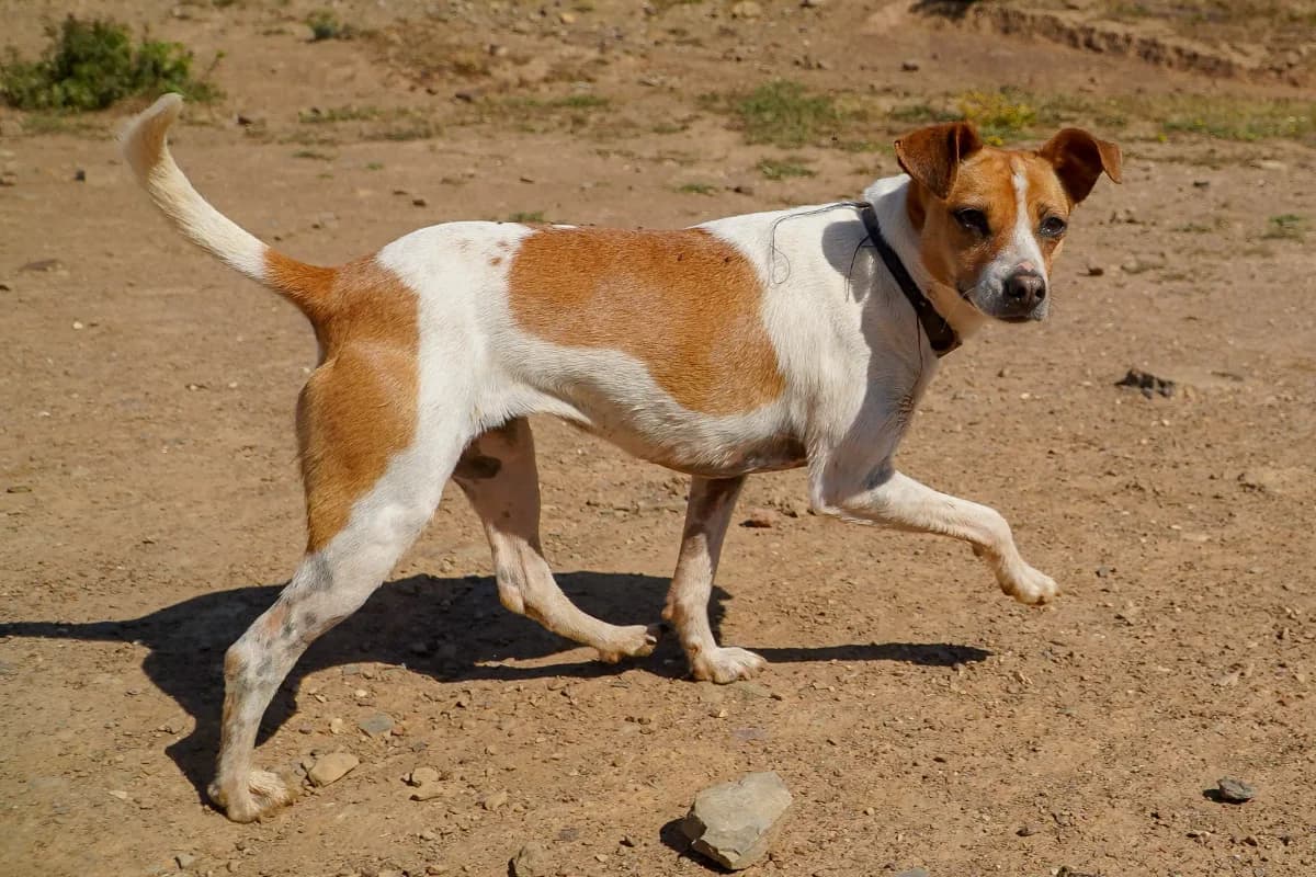 Bilo, female Mixed Breed for adoption at Bamboo Algarve — photo 2 of 2