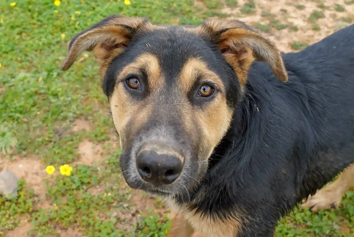 Bimbo, male young Mixed Breed for adoption at Bamboo Algarve