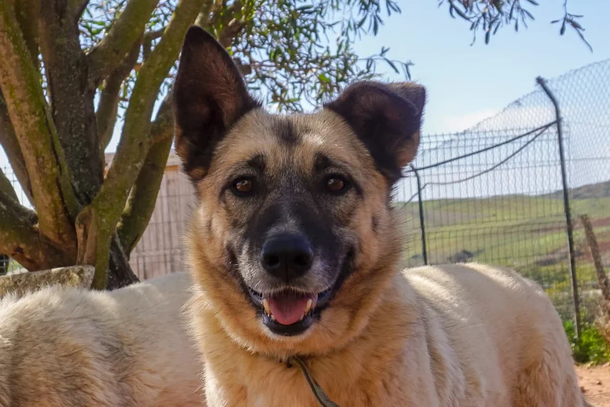 Binch, female Mixed Breed for adoption at Bamboo Algarve