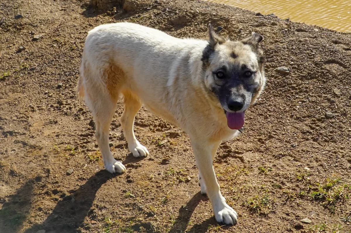 Binch, female Mixed Breed for adoption at Bamboo Algarve — photo 2 of 2