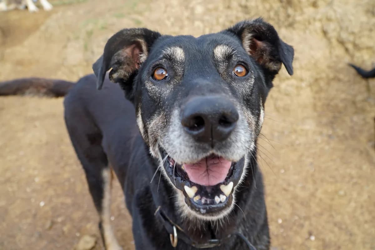 Bluto, male senior Mixed Breed for adoption at Bamboo Algarve