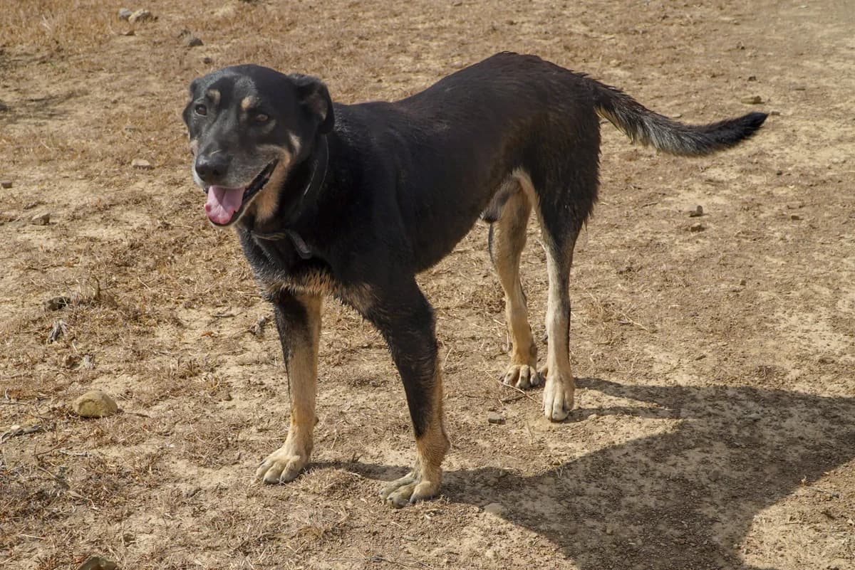 Bluto, male Mixed Breed for adoption at Bamboo Algarve — photo 2 of 2