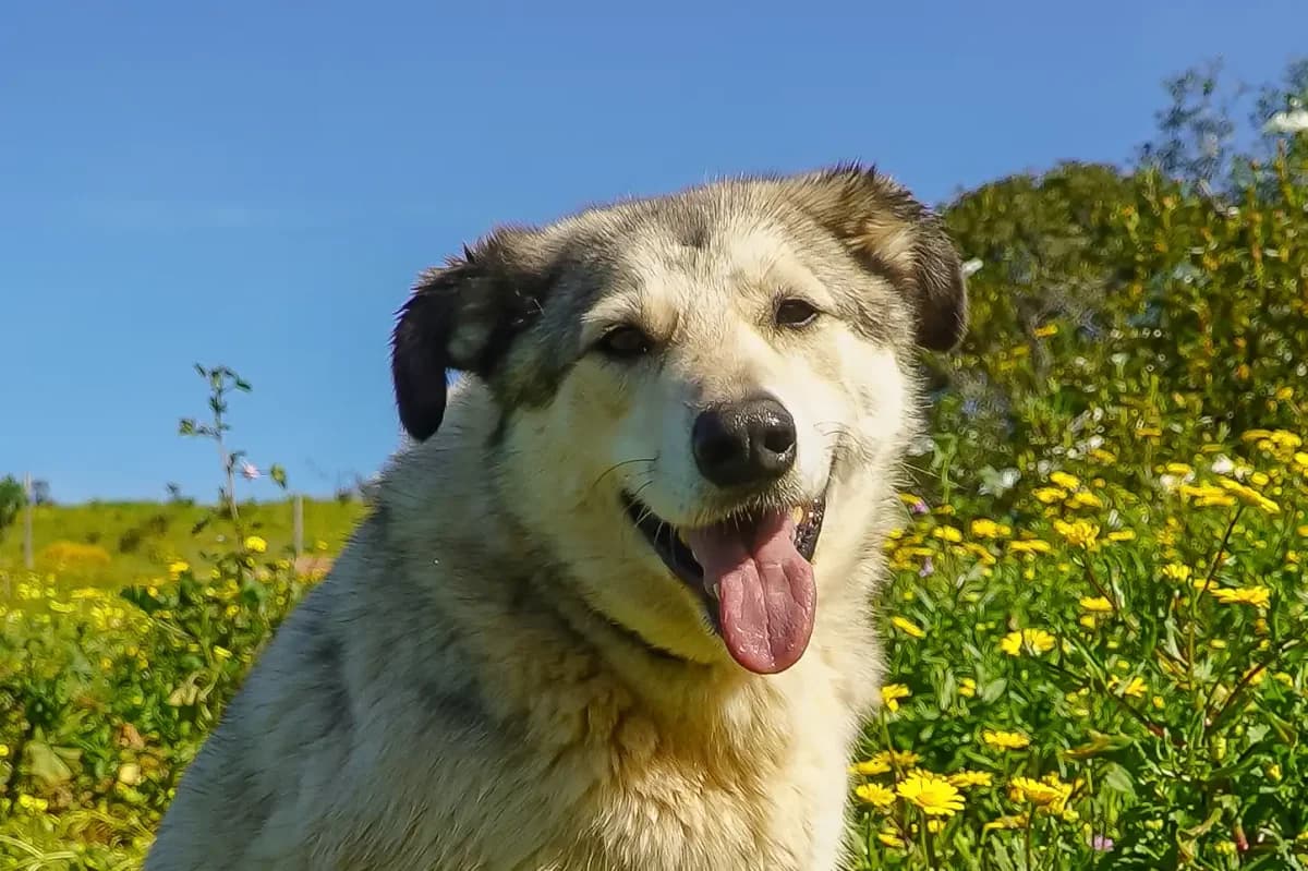 Bok, male Mixed Breed for adoption at Bamboo Algarve