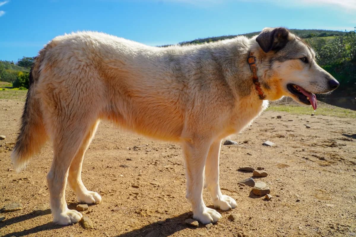 Bok, male Mixed Breed for adoption at Bamboo Algarve — photo 2 of 2