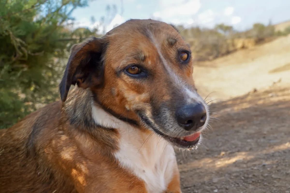 Boxi, female Mixed Breed for adoption at Bamboo Algarve