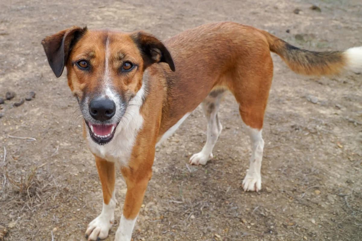 Boxi, female Mixed Breed for adoption at Bamboo Algarve — photo 2 of 2
