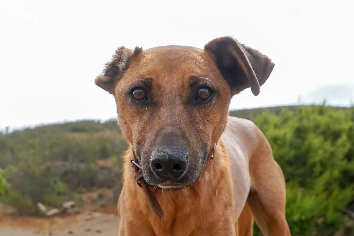 Brando, male Mixed Breed for adoption at Bamboo Algarve