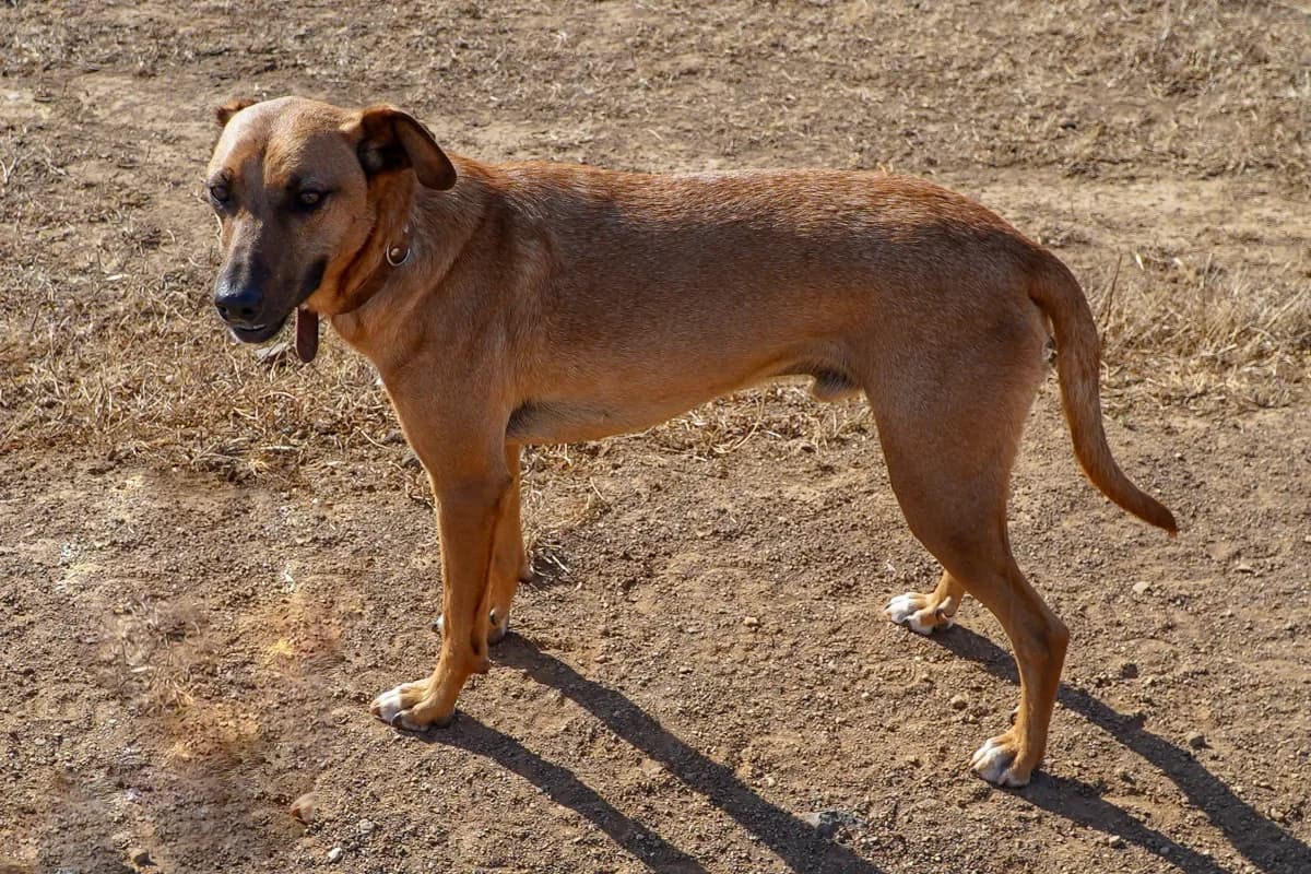 Brando, male Mixed Breed for adoption at Bamboo Algarve — photo 2 of 2