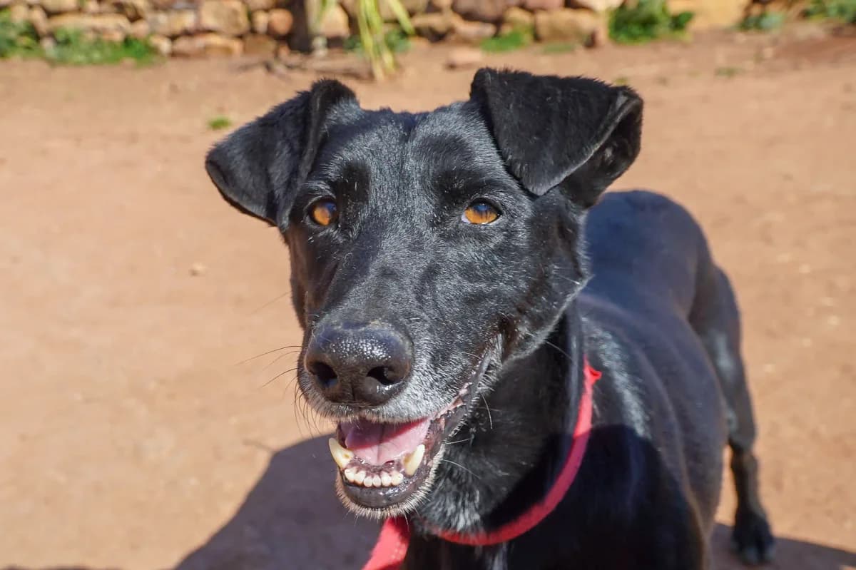 Buddo, male senior Mixed Breed for adoption at Bamboo Algarve