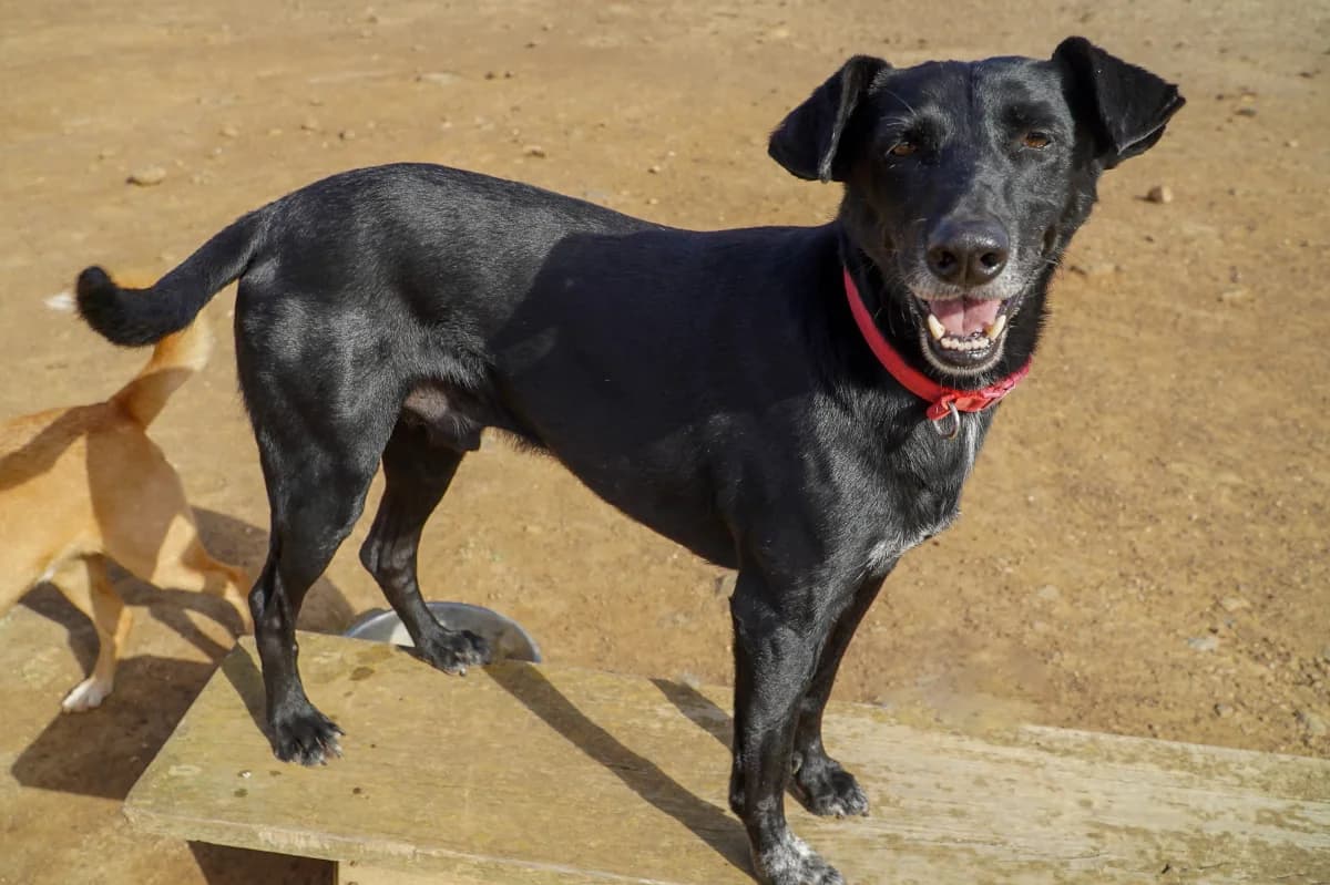 Buddo, male Mixed Breed for adoption at Bamboo Algarve — photo 2 of 2