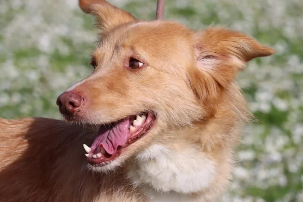 Jani, female puppy Mixed Breed for adoption at Bianca APS