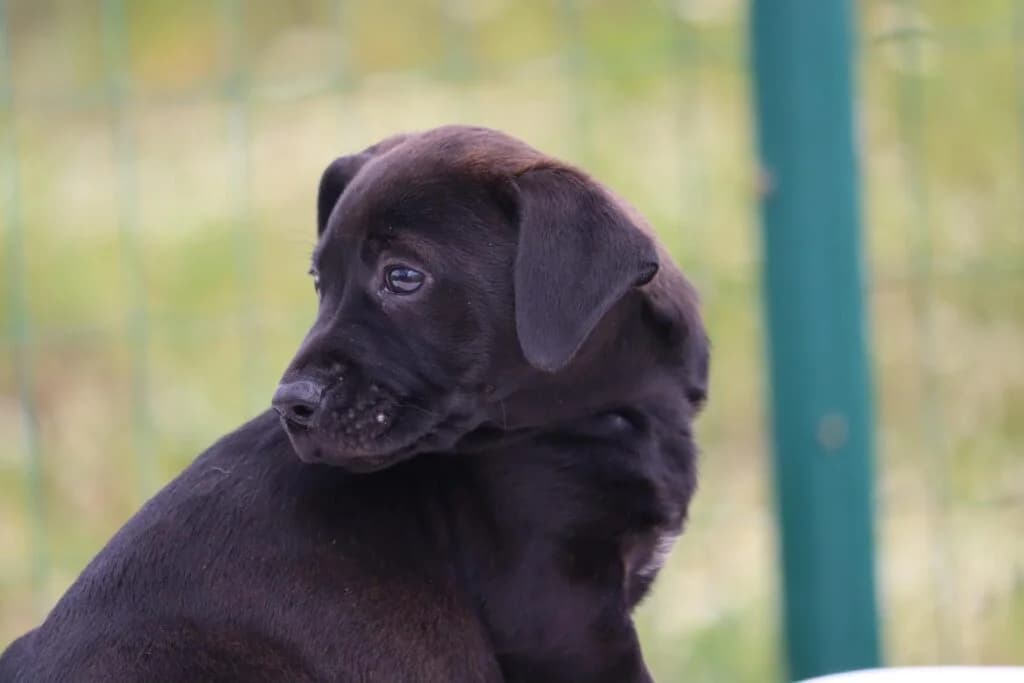 Wendy, female Mixed Breed for adoption at Bianca, Lisbon