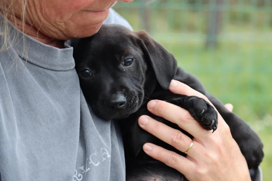 Wendy, female Mixed Breed for adoption at Bianca, Lisbon — photo 2 of 7