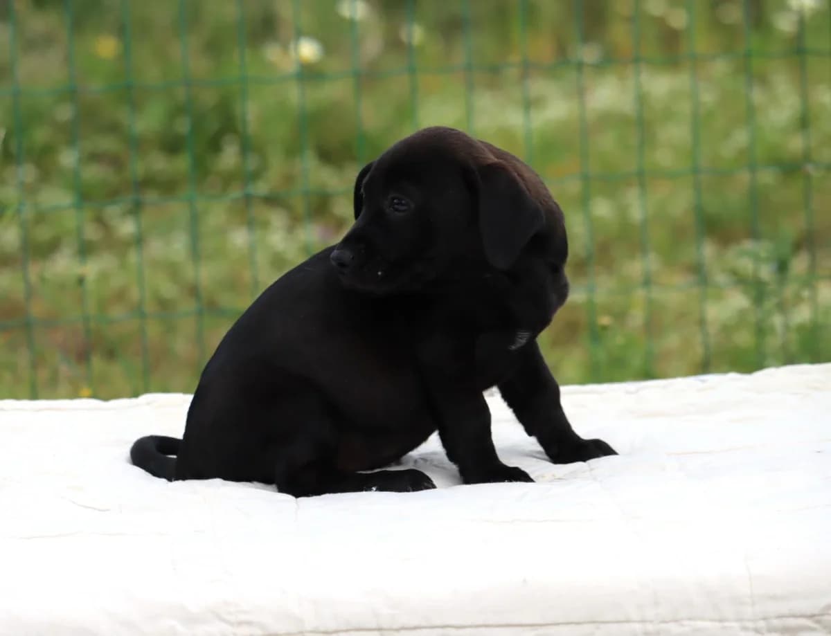 Wendy, female Mixed Breed for adoption at Bianca, Lisbon — photo 3 of 7