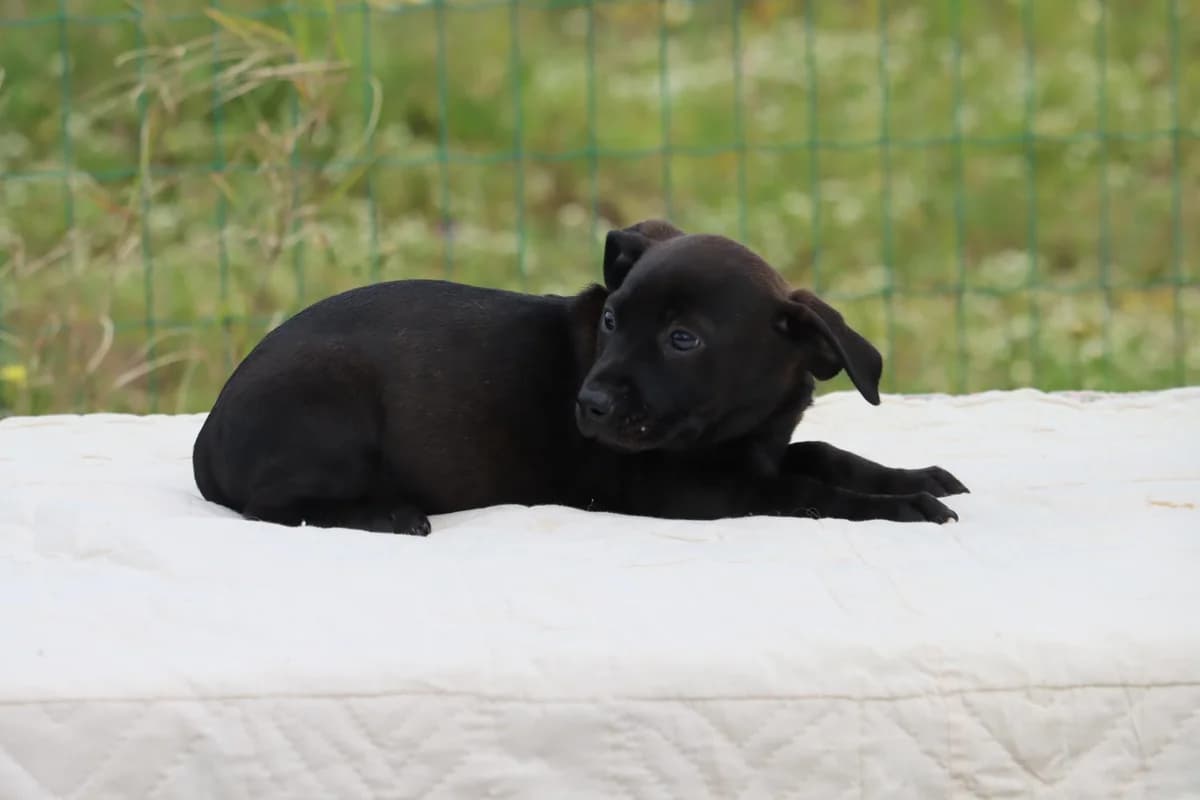 Wendy, female Mixed Breed for adoption at Bianca, Lisbon — photo 5 of 7