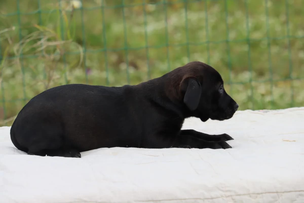 Wendy, female Mixed Breed for adoption at Bianca, Lisbon — photo 6 of 7