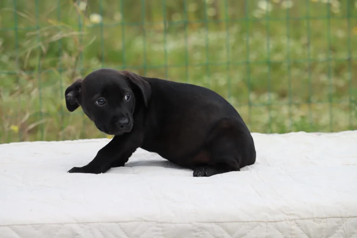 Wendy, female Mixed Breed for adoption at Bianca, Lisbon — photo 7 of 7