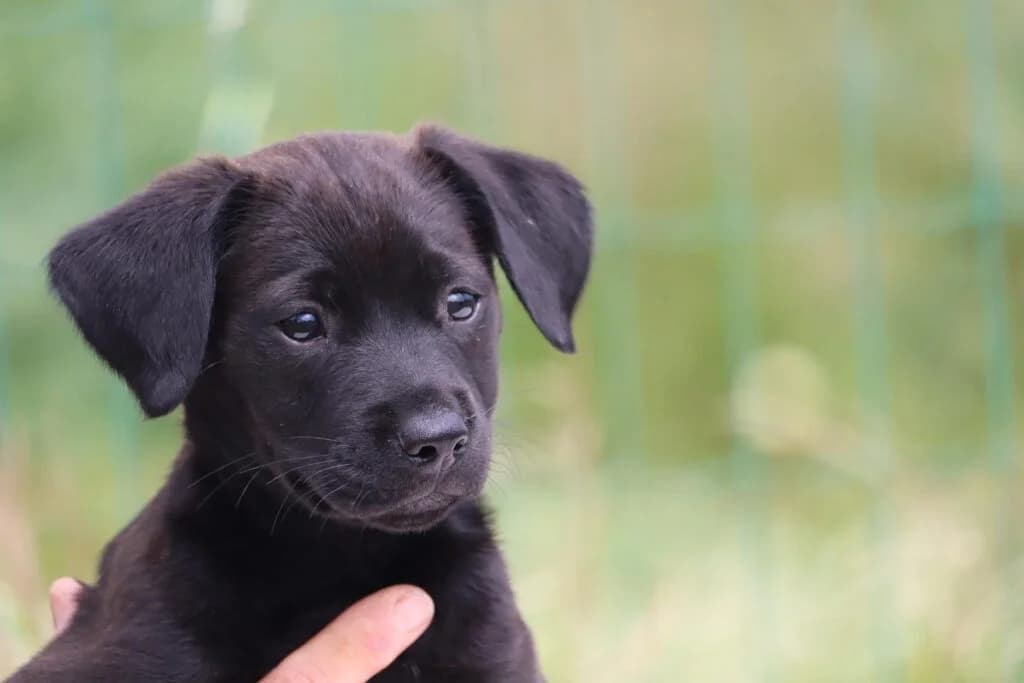 Whitney, female puppy Mixed Breed for adoption at Bianca APS