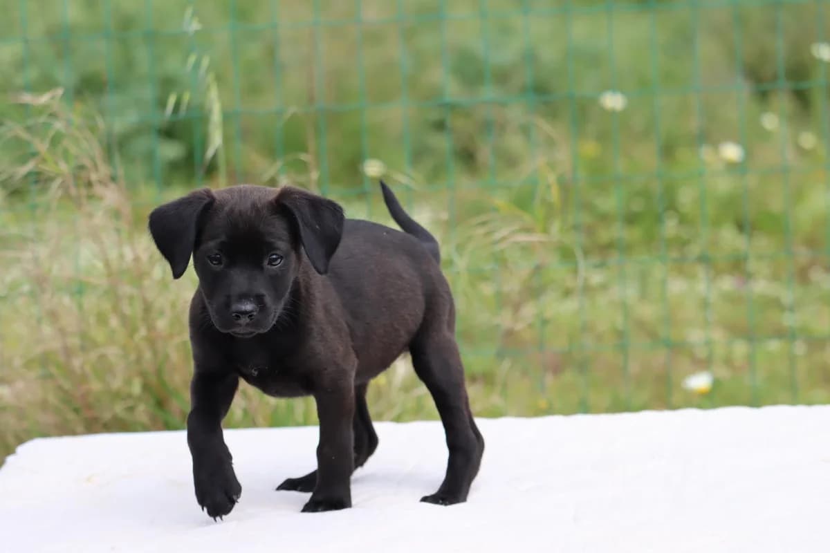 Whitney, female Mixed Breed for adoption at Bianca, Lisbon — photo 2 of 8