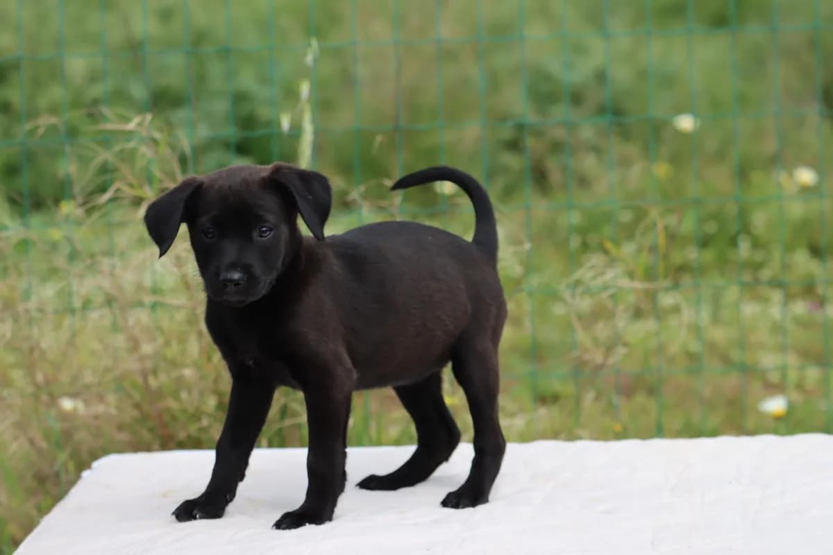 Whitney, female Mixed Breed for adoption at Bianca, Lisbon — photo 3 of 8