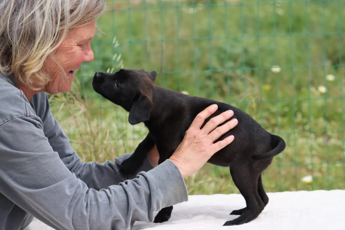 Whitney, female Mixed Breed for adoption at Bianca, Lisbon — photo 4 of 8