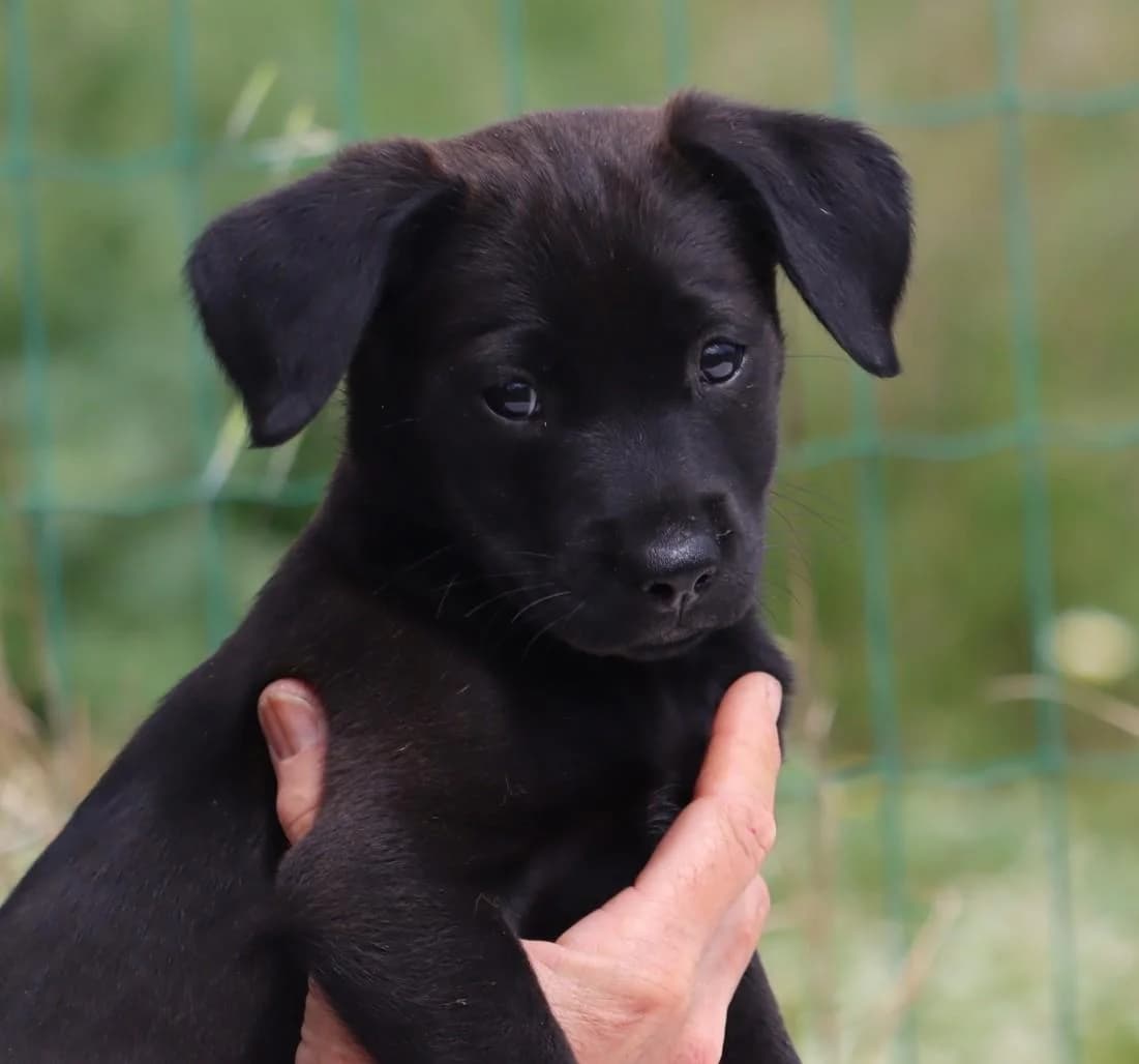 Whitney, female Mixed Breed for adoption at Bianca, Lisbon — photo 5 of 8