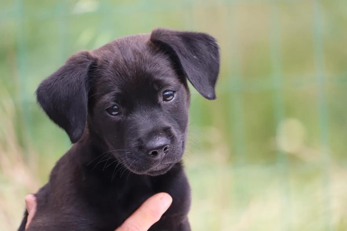 Whitney, female Mixed Breed for adoption at Bianca, Lisbon — photo 6 of 8