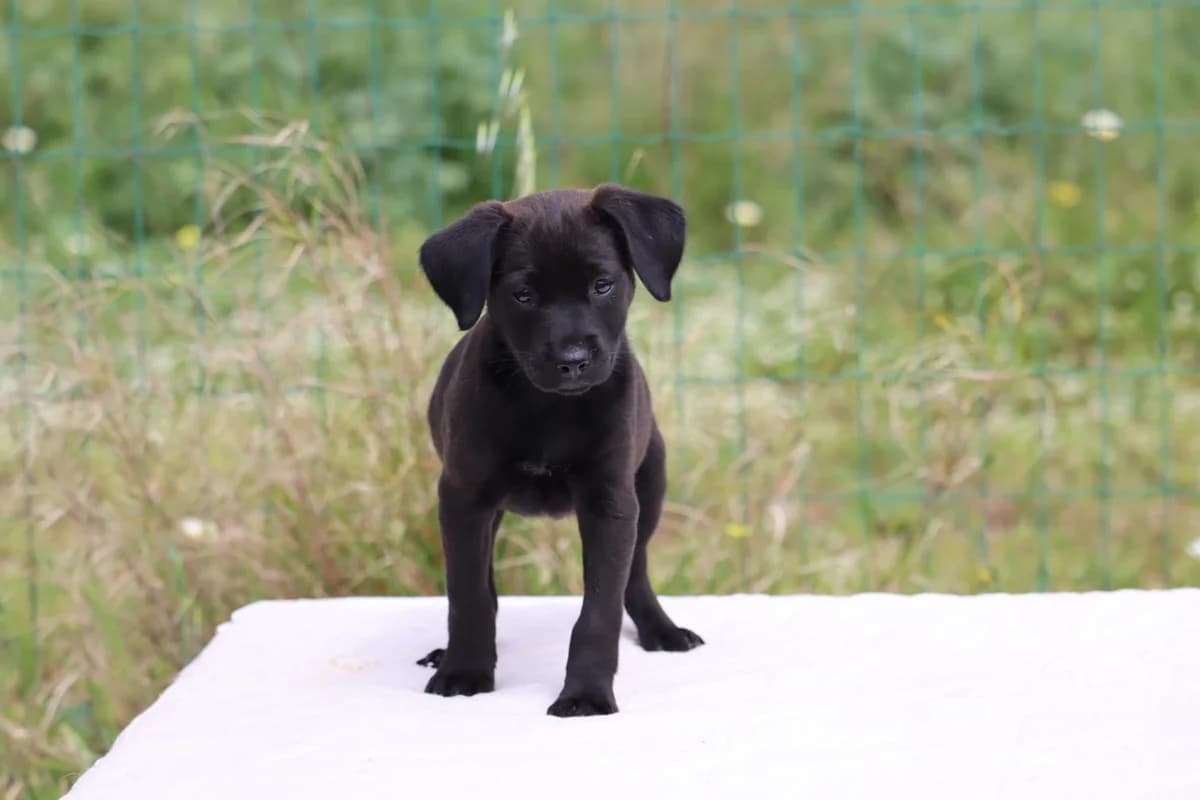 Whitney, female Mixed Breed for adoption at Bianca, Lisbon — photo 7 of 8
